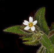 Phllox gracilis 20-0063